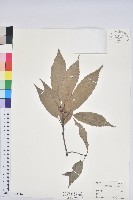 藏品(青剛櫟、鐵椆)的圖片