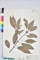 藏品(青剛櫟、鐵椆)的圖片