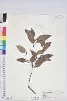 藏品(錐果櫟)的圖片