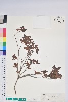 藏品(臺灣杜鵑)的圖片