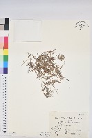 藏品(小葉大戟)的圖片