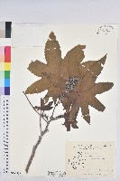 藏品(蓖麻)的圖片