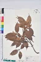 藏品(赤柯、赤椆、森氏櫟)的圖片