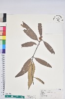 藏品(杏葉石櫟、校栗、校櫟)的圖片