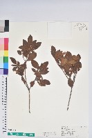 藏品(金毛杜鵑)的圖片