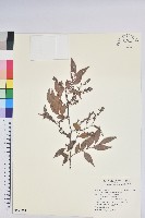 藏品(米飯花)的圖片