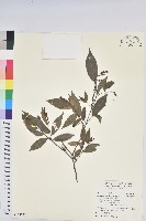 藏品(南投五月茶)的圖片