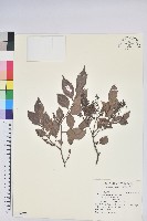 藏品(米飯花)的圖片