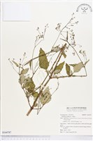 藏品(黃細心)的圖片