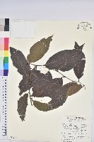 藏品(披針葉饅頭果)的圖片