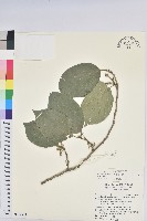 藏品(紅頭五月茶)的圖片