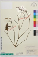藏品(六角英, 槍刀菜)的圖片