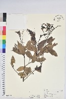 藏品(長尾栲、長尾柯、長尾尖葉櫧)的圖片