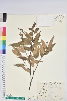 藏品(長尾栲、長尾柯、長尾尖葉櫧)的圖片