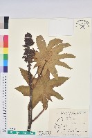 藏品(蓖麻)的圖片