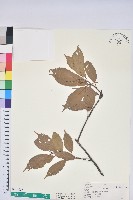 藏品(赤柯、赤椆、森氏櫟)的圖片