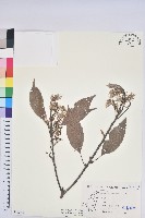 藏品(赤柯、赤椆、森氏櫟)的圖片