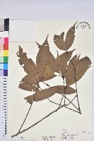 藏品(赤柯、赤椆、森氏櫟)的圖片