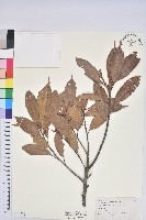 藏品(赤柯、赤椆、森氏櫟)的圖片