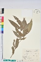 藏品()的圖片