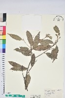 藏品(狹葉椆)的圖片