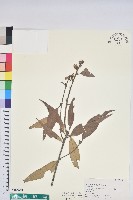 藏品(杏葉石櫟、校栗、校櫟)的圖片