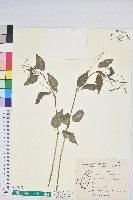 藏品(山靛)的圖片