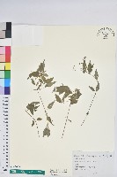 藏品(山靛)的圖片