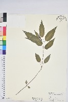 藏品(山靛)的圖片