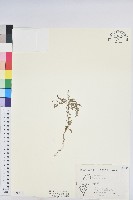 藏品(葉下珠、珠仔草)的圖片