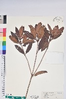 藏品(西施花、青紫木)的圖片