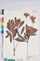 藏品(西施花、青紫木)的圖片