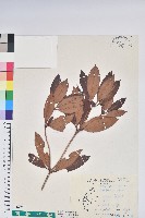 藏品(西施花、青紫木)的圖片