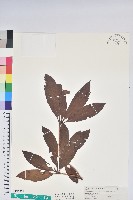 藏品(西施花、青紫木)的圖片