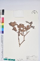 藏品(臺灣馬醉木)的圖片