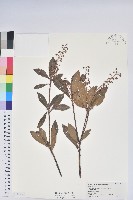 藏品(臺灣馬醉木)的圖片
