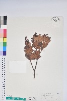 藏品(臺灣馬醉木)的圖片