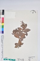 藏品(臺灣馬醉木)的圖片