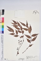 藏品(白珠樹)的圖片