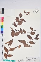 藏品(白果白珠)的圖片