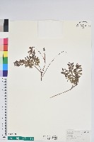 藏品(高山白珠樹)的圖片