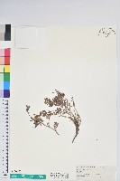 藏品(高山白珠樹)的圖片