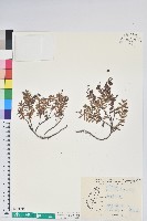 藏品(高山白珠樹)的圖片