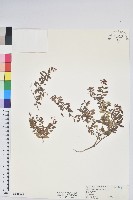 藏品(高山白珠樹)的圖片