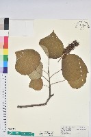 藏品(野桐)的圖片