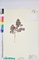 藏品(高山越橘)的圖片