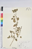 藏品(小葉鐵莧)的圖片