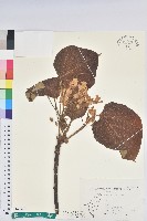 藏品(三年桐、光桐)的圖片