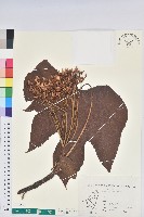 藏品(三年桐、光桐)的圖片