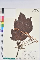 藏品(三年桐、光桐)的圖片